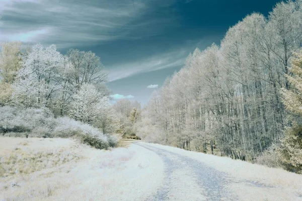 Caminho Árvores Cobertas Neve Inverno — Fotografia de Stock