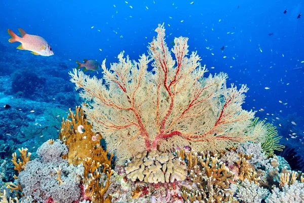 太平洋深处的鱼类和珊瑚礁 — 图库照片