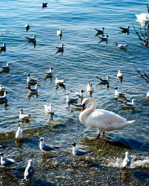 一只可爱的白天鹅和黑头海鸥在湖边游来游去 — 图库照片