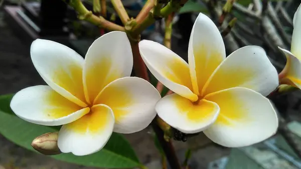 Een Prachtige Frangipani Bloemen Florerend Tuin — Stockfoto