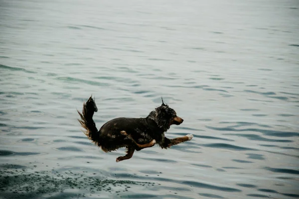 Ένα Κοντινό Πλάνο Ενός Αξιολάτρευτου Βρεγμένου Σκύλου Που Πηδάει Στη — Φωτογραφία Αρχείου