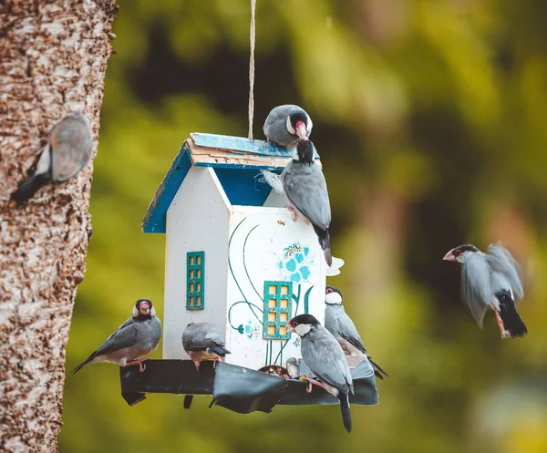 Tiro Close Dos Pássaros Que Alimentam Casa Pássaro — Fotografia de Stock