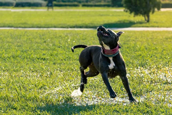 A grey female pit bull dog running and playing outdoor on the grass in the sun