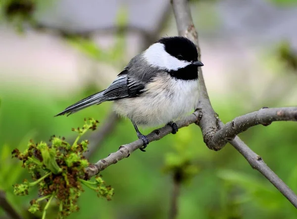 Primer Plano Una Linda Gallina Gorra Negra Posada Una Rama — Foto de Stock