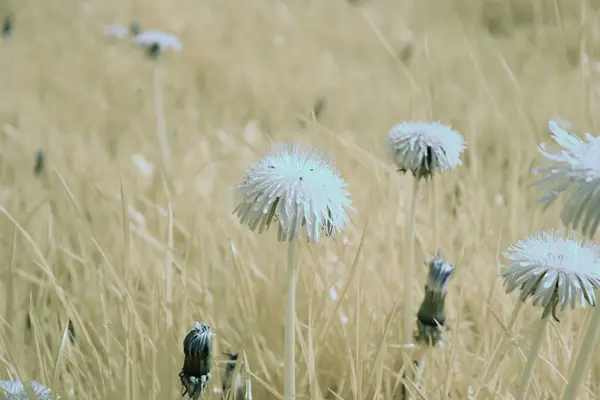 Beautiful Dandelion Flowers Growing Field — Stock Photo, Image