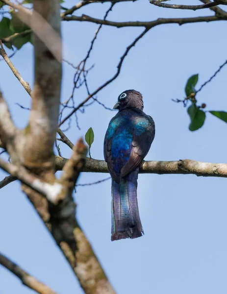 Ένα Μαυροκέφαλο Trogon Ένα Κλαδί Δέντρου — Φωτογραφία Αρχείου