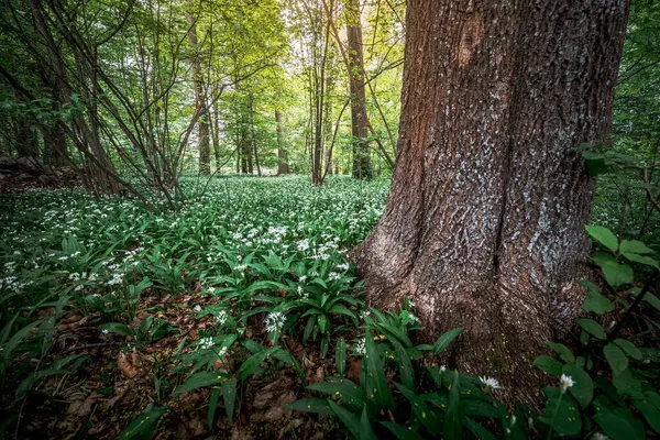 Yeşil Ağaçlı Bir Ormanda Güzel Bir Bitki Manzarası — Stok fotoğraf