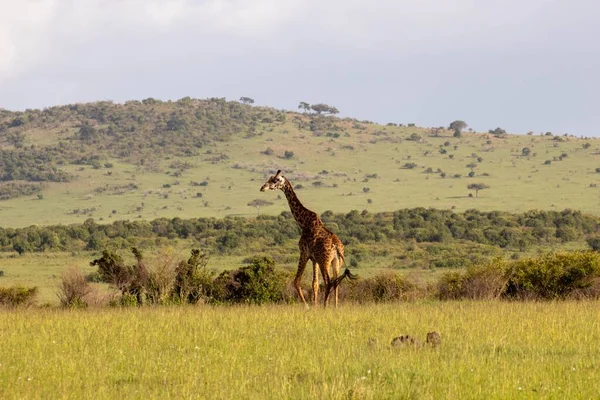 Uma Girafa Selvagem Caminhando Extenso Campo Verde — Fotografia de Stock