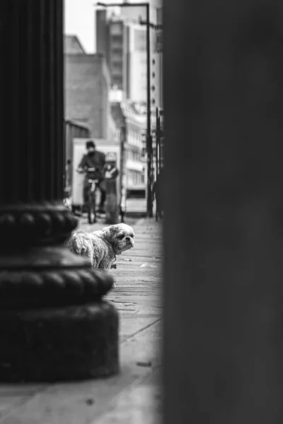 Colpo Verticale Bianco Nero Bulldog Strada — Foto Stock
