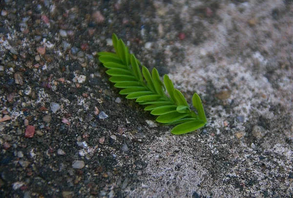 Zielony Liść Rośliny Ziemi — Zdjęcie stockowe
