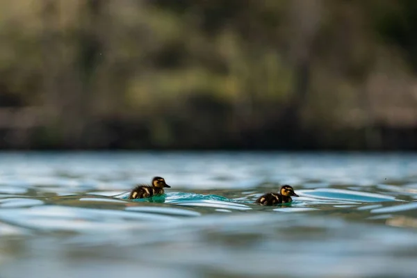 Чарівні Каченята Плавають Озері — стокове фото