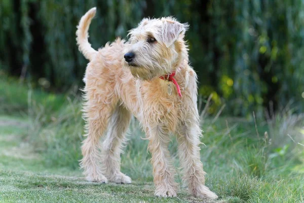 An adorable Soft-coated Wheaten Terrier with red collar looking to the left while wandering in the park