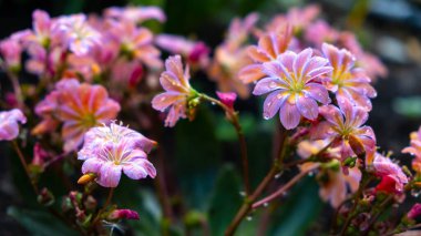 Lewisia 'nın açık havada yetişen narin mor çiçekleri.