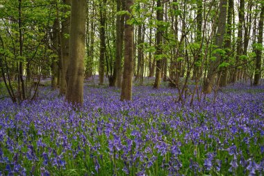 İngiltere 'de bir İngiliz kayın ağacında Bahar Çan Çiçeği