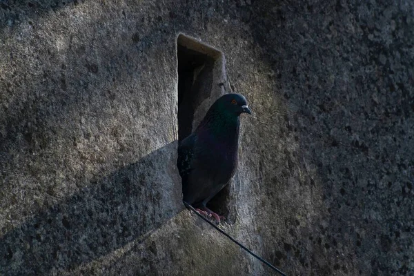 Closeup Shot Gray Pigeon Perched Hole Wall — Stock Photo, Image