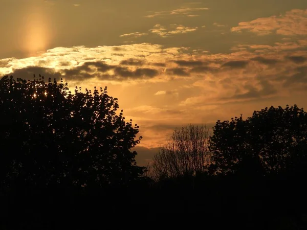Stromy Proti Zatažené Obloze Při Malebném Západu Slunce — Stock fotografie