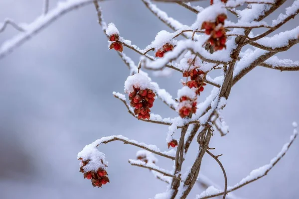 Primer Plano Las Bayas Ceniza Montaña Cubiertas Nieve — Foto de Stock