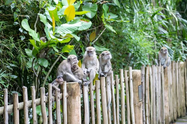 Een Familie Van Lange Staart Makaken Houten Hek — Stockfoto