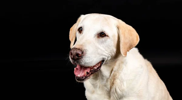 Närbild Labrador Hunds Huvud Med Svart Bakgrund — Stockfoto