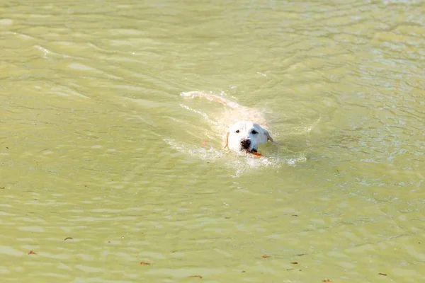 Labrador Plavající Vodě — Stock fotografie