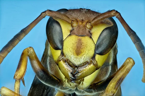 Une Macro Photo Une Guêpe Papier — Photo