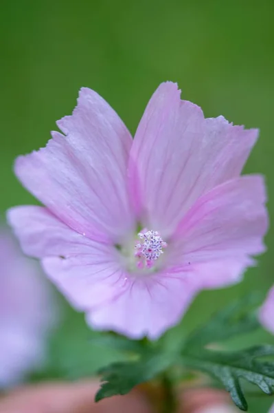 Tiro Vertical Máscara Malva Contra Fundo Natural Desfocado — Fotografia de Stock