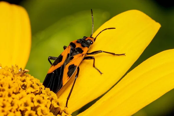 黄色の花の花弁の上の偽のミルクウィードバグのクローズアップショット — ストック写真