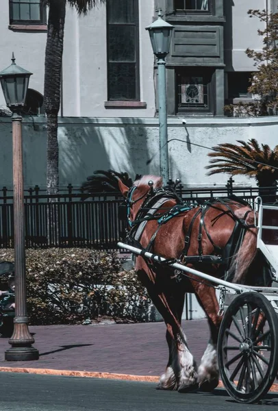 通りを馬が歩いている — ストック写真