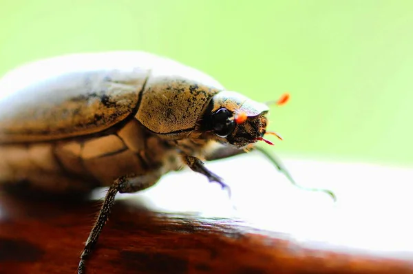 Primo Piano Uno Scarabeo Sfocato — Foto Stock