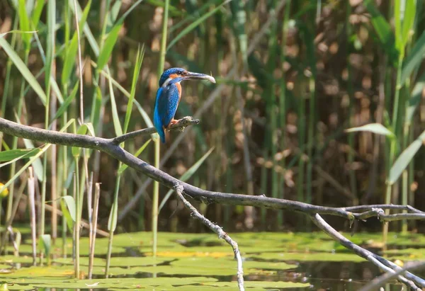 Kingfisher Comum Bonito Alcedo Atthis Ramo Uma Floresta — Fotografia de Stock