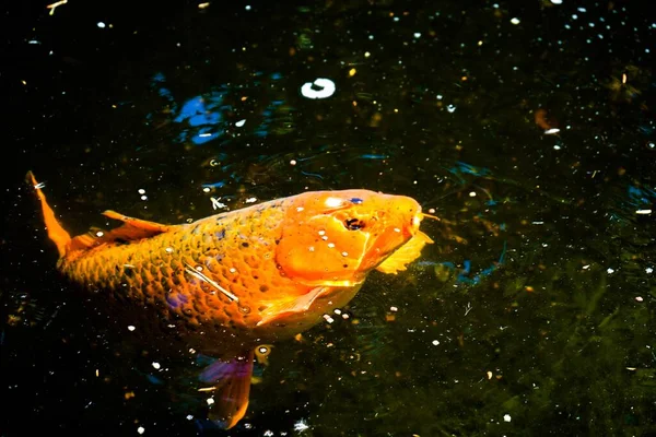 Tiro Perto Peixe Koi Água — Fotografia de Stock