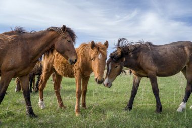 Mavi bulutlu gökyüzüne karşı bir grup at otlakta.
