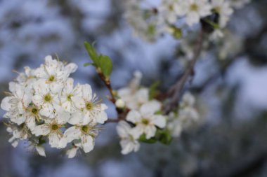 Güneşli bir bahçede, bulanık bir arka planda, yumuşak, beyaz bir erik ağacının çiçek açtığı güzel bir yakın çekim.