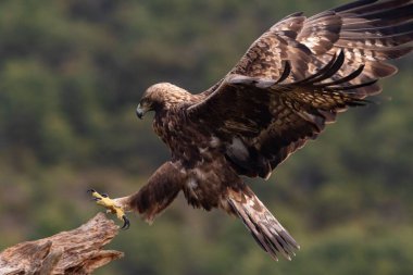 A golden eagle landing on a log clipart