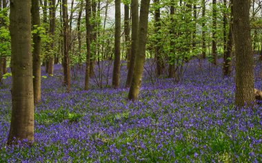 Bir sürü yeşil ağacı olan bir ormanda güzel bir bahar çan çiçekleri.