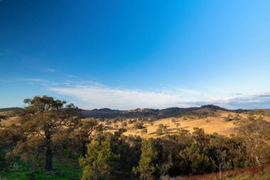 Avustralya, Mudgee 'de mavi bir gökyüzü altında büyüyen ağaçlarla çevrili bir arazinin hava görüntüsü.