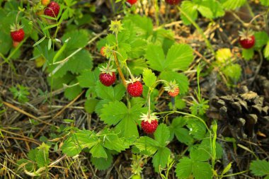 Ormanda yetişen olgun yabani çilekler.