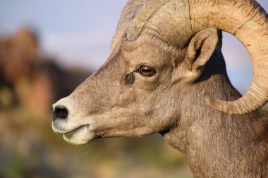 Bulanık arka planda Bighorn koyununun kafasının yakın plan çekimi.