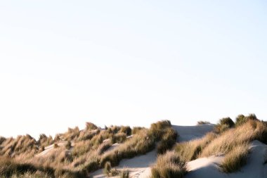 Ameland adasındaki parlak bir gökyüzünün altında kuru otlarla kaplı güzel bir kum tepesi manzarası.