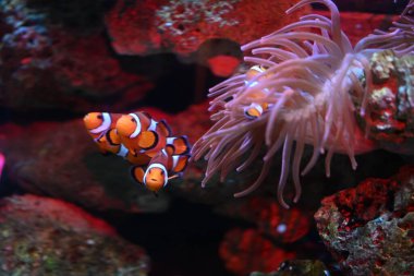 Suyun altında bir grup palyaço balığı