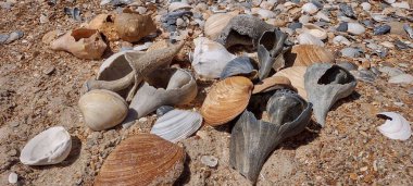 Sahilde güneş ışığı altında çeşitli deniz kabukları
