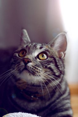 Gri bir tekir kedinin dikey hali yerde yatar ve yukarı bakar.