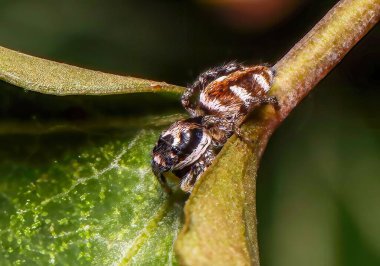 Yaprak sapında sürünen kabarık çizgili bir tarantula resmi.
