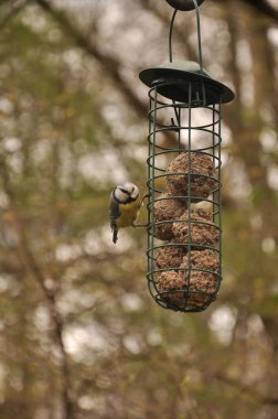 A Eurasian blue tit perched on a bird feeder - Cyanistes caeruleus
