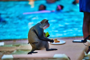 Bir tatil köyündeki masada hamur işi yiyen vahşi bir maymun.