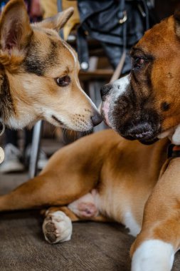 Bir boksörle bir Corgi köpeğinin birbirlerine dik dik bakmaları.