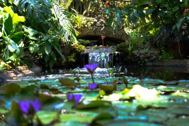 Çiçeklerle dolu bir gölette küçük bir şelalenin seçici odak noktası.