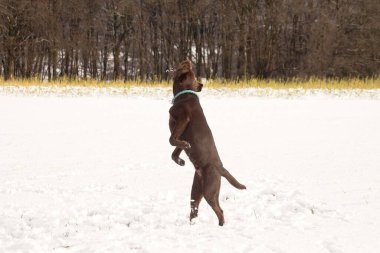 Karda oynayan büyük kahverengi labrador köpeği.