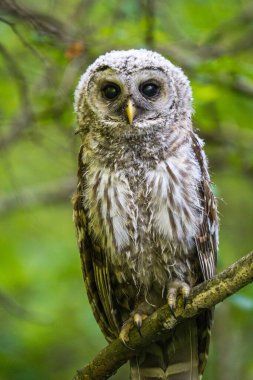 Bulanık bir arkaplana tünemiş bir baykuşun dikey görüntüsü Strix Varia
