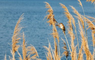 Bir sazlığın arka planında sazlıkta oturan sıradan bir sazlığın yakın plan çekimi.
